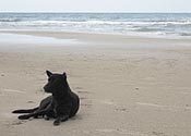 Ban Thai Resort
